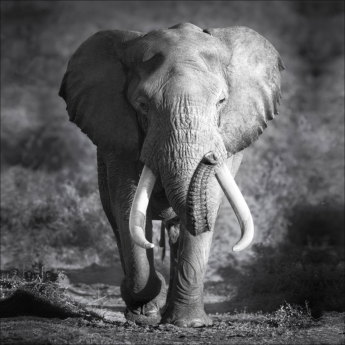Canvas-Art Elefant 30 x 30 cm | 236636