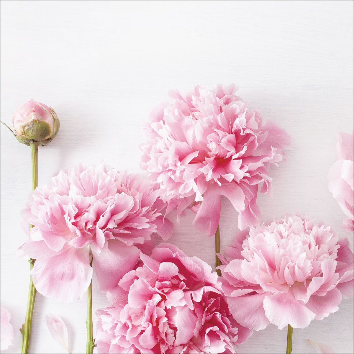 Canvas-Art Peonies I 30 x 30 cm | 237908