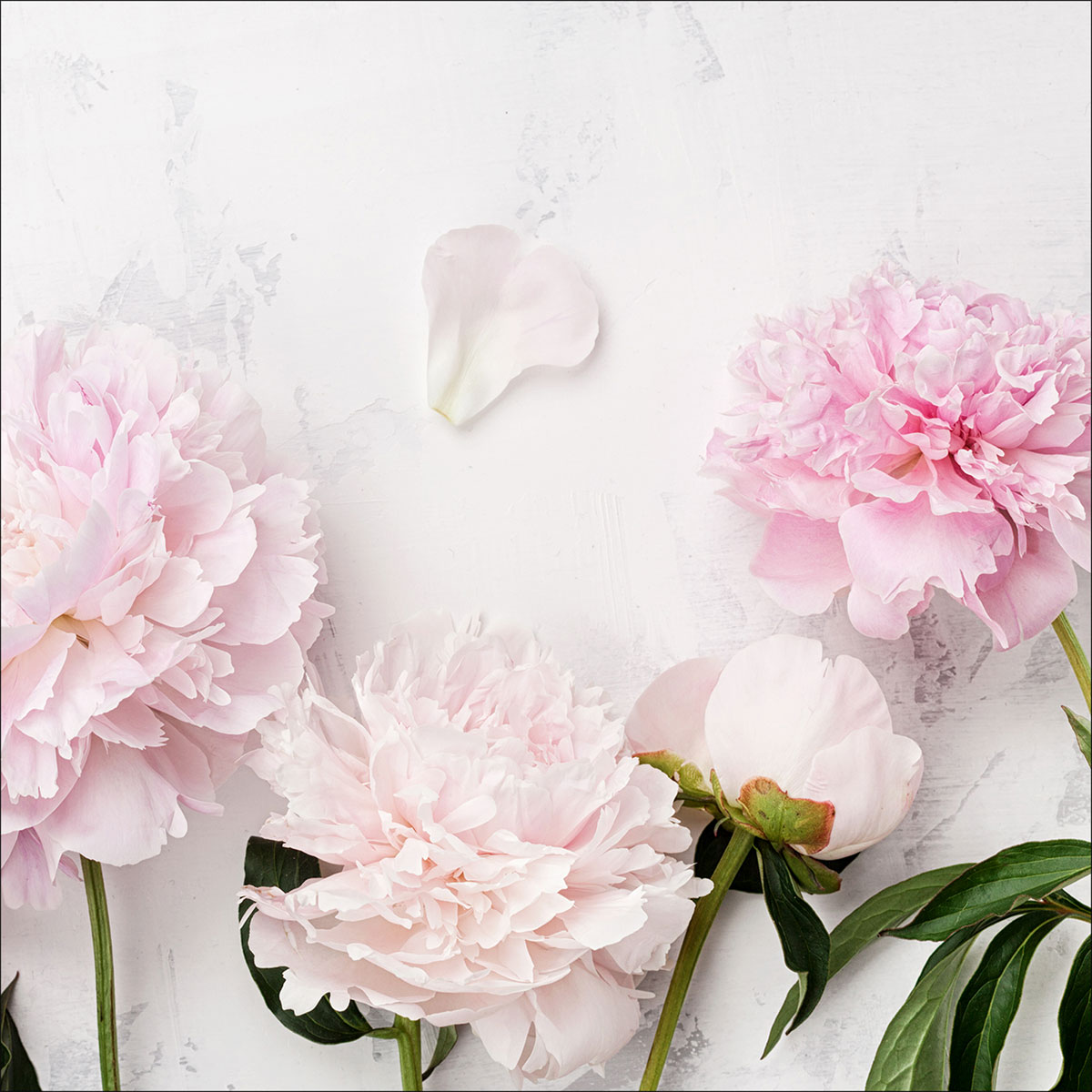 Canvas-Art Peonies II 30 x 30 cm | 237909