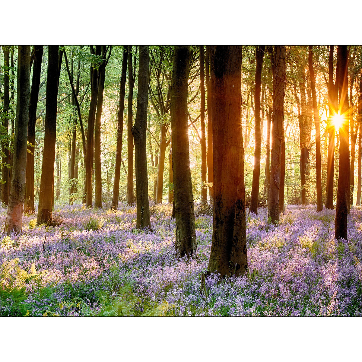 Canvas-Art Forest 90 x 120 cm | 237914