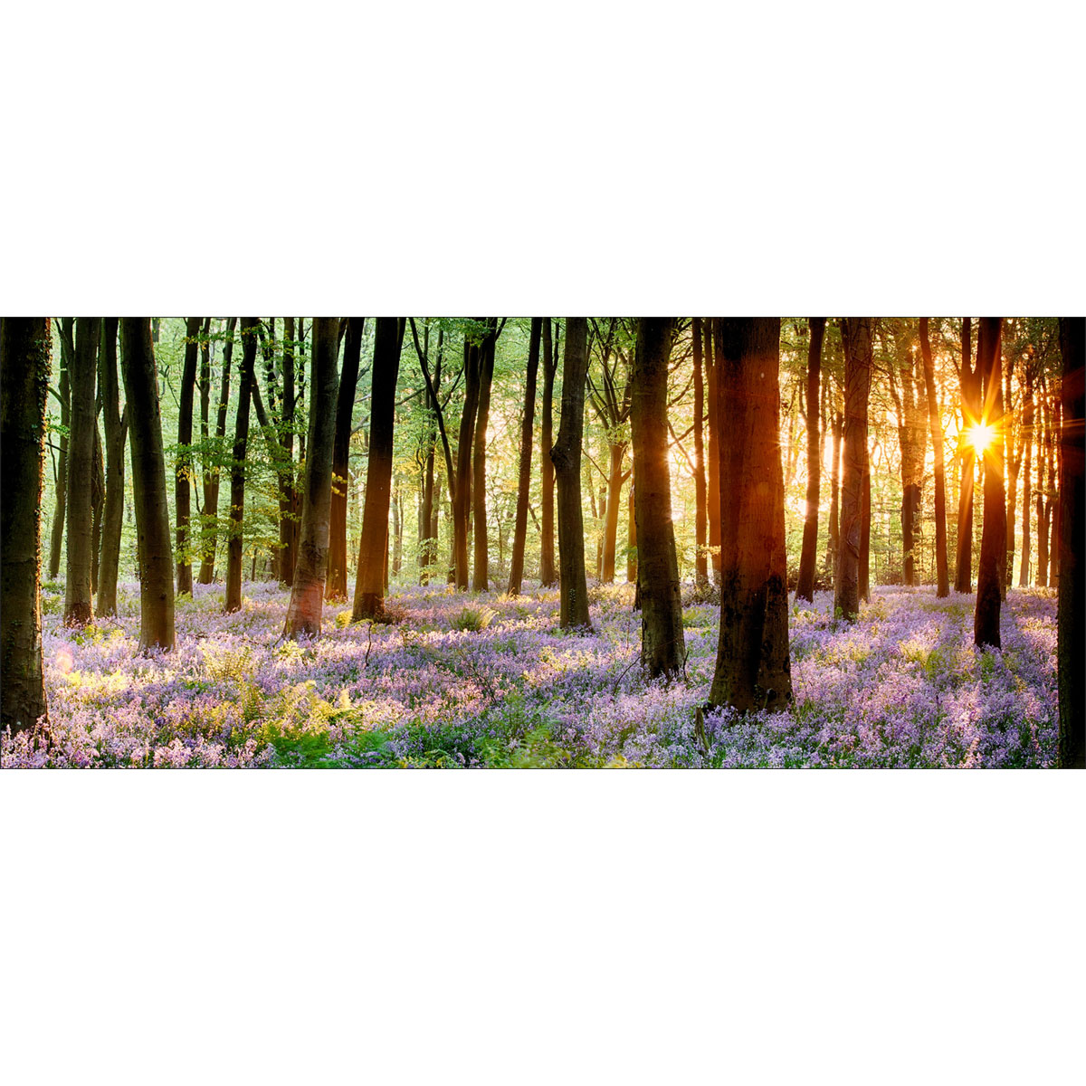 Decopanel Forest 50 x 120 cm | 237919