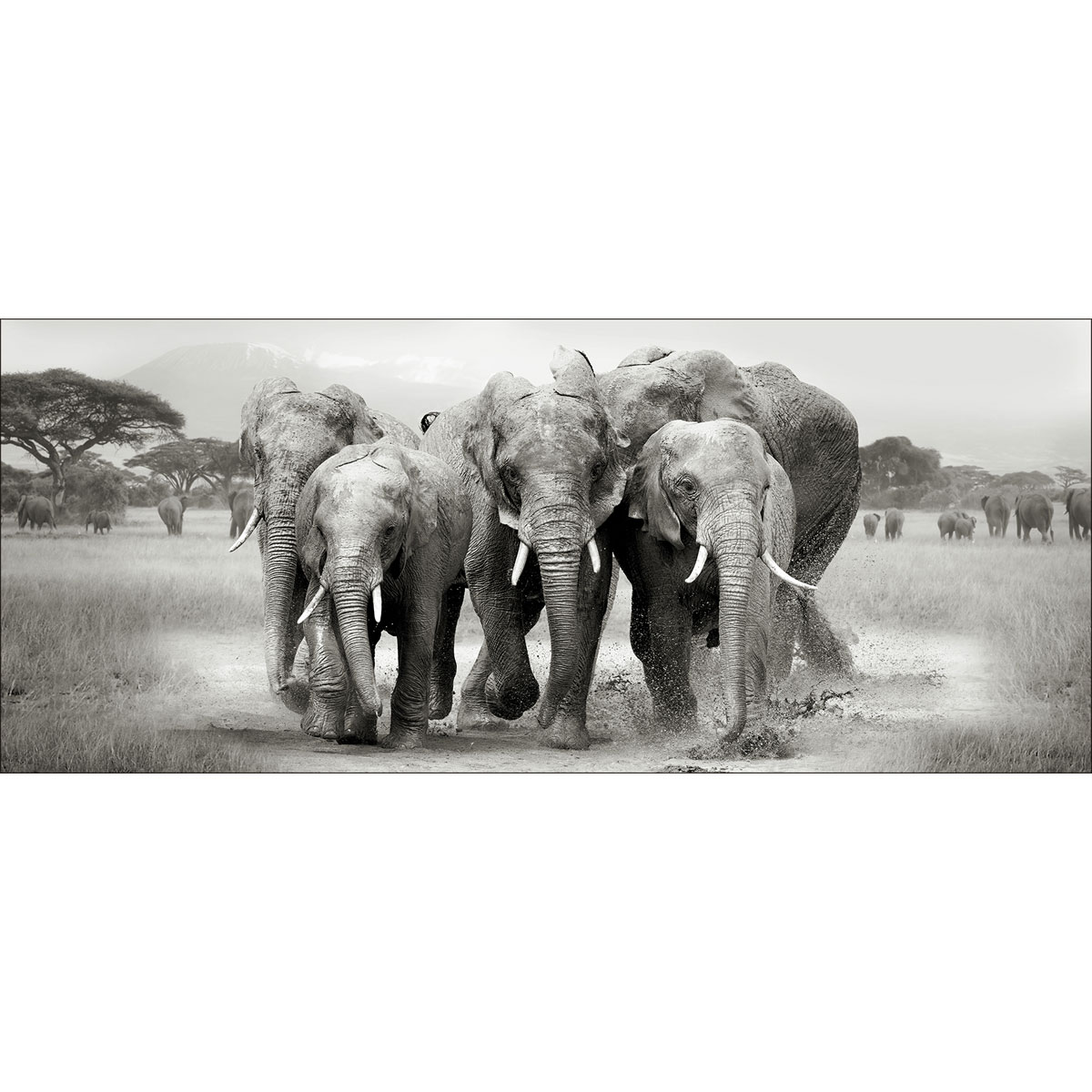 Decopanel Elephant Herd 50 x 120 cm | 237921