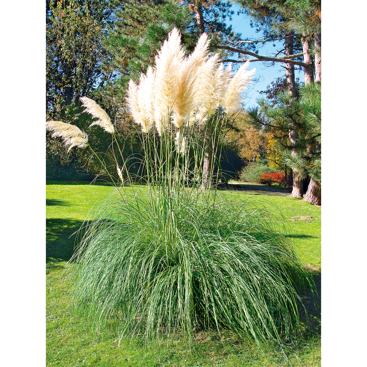 Plantiflor Kleines Pampasgras Pumila Topf Durchmesser 23 cm | 24124 – Bild 3