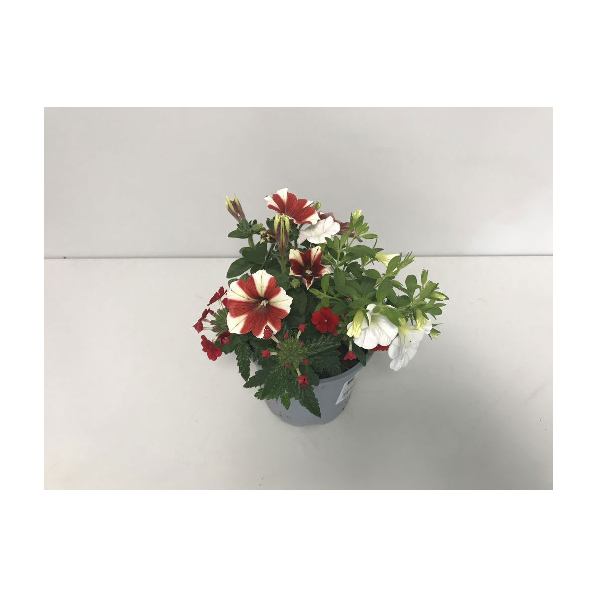 Plantiflor  Beetpflanze Trio rot-weiß T13 | 249377