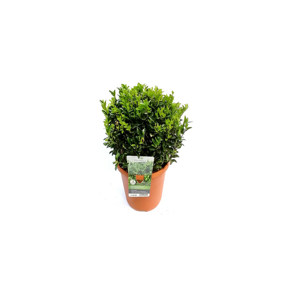 Plantiflor Spindelstrauch Green Wonder 20-30 cm T23 | 261652