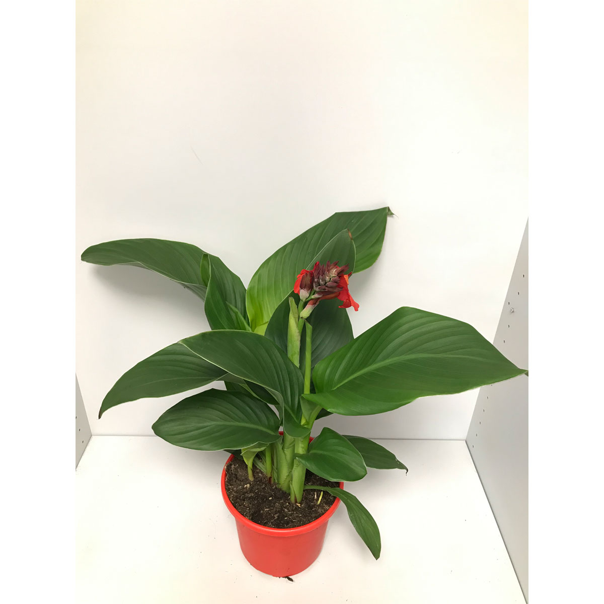 Plantiflor  Indisches Blumenrohr T19 | 272698