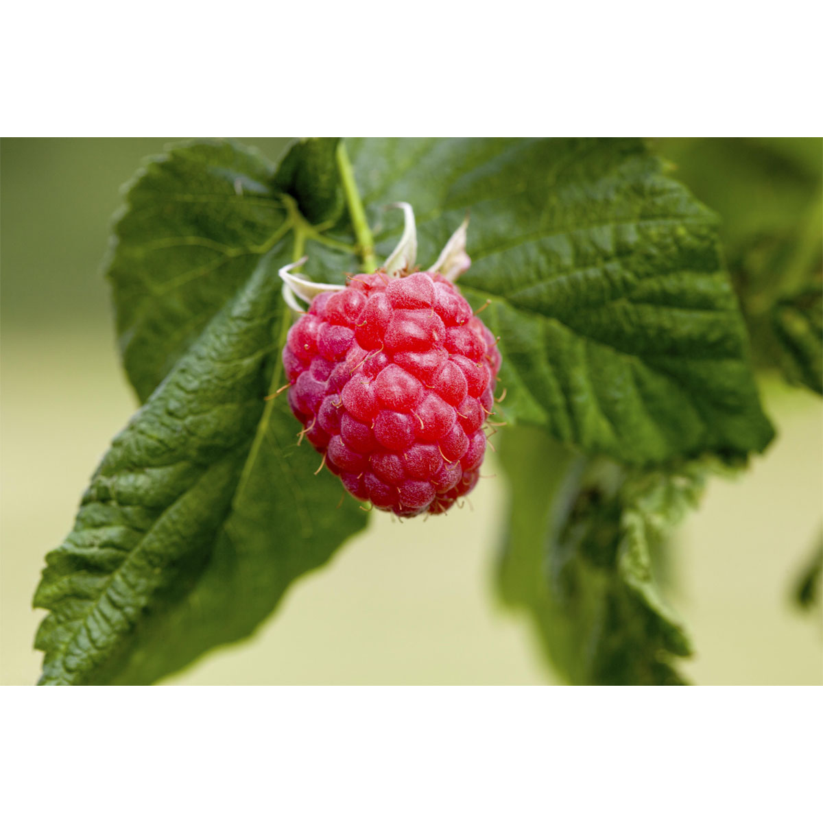 Plantiflor Himbeere Malling Promise Topf Durchmesser 17 cm | 305252