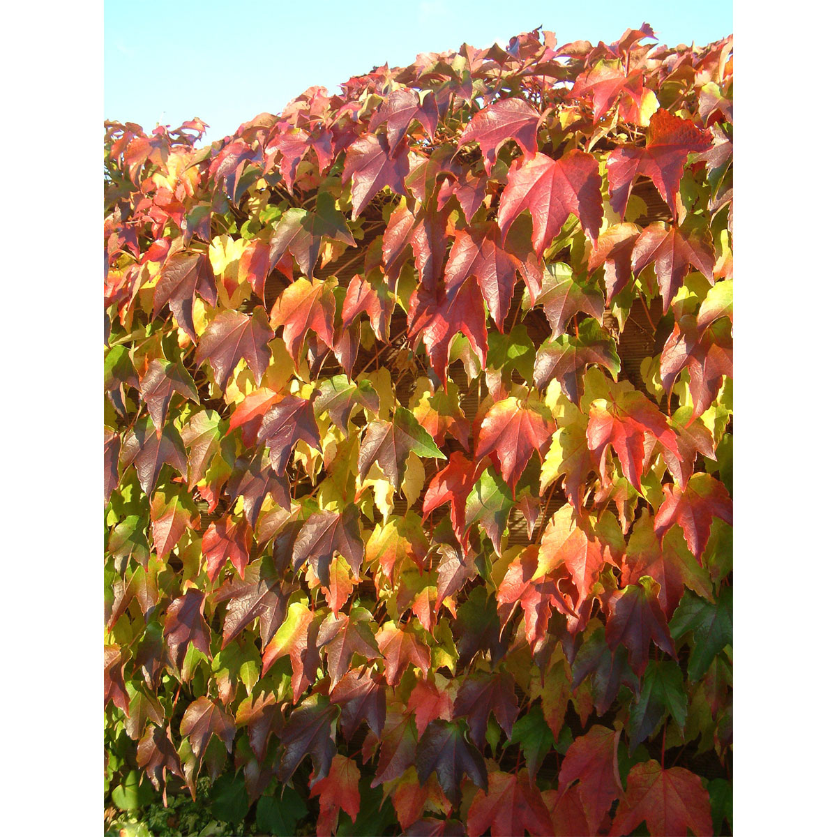Plantiflor Selbstklimmende Jungfernrebe Veitchii Topf Durchmesser 17 cm | 310443