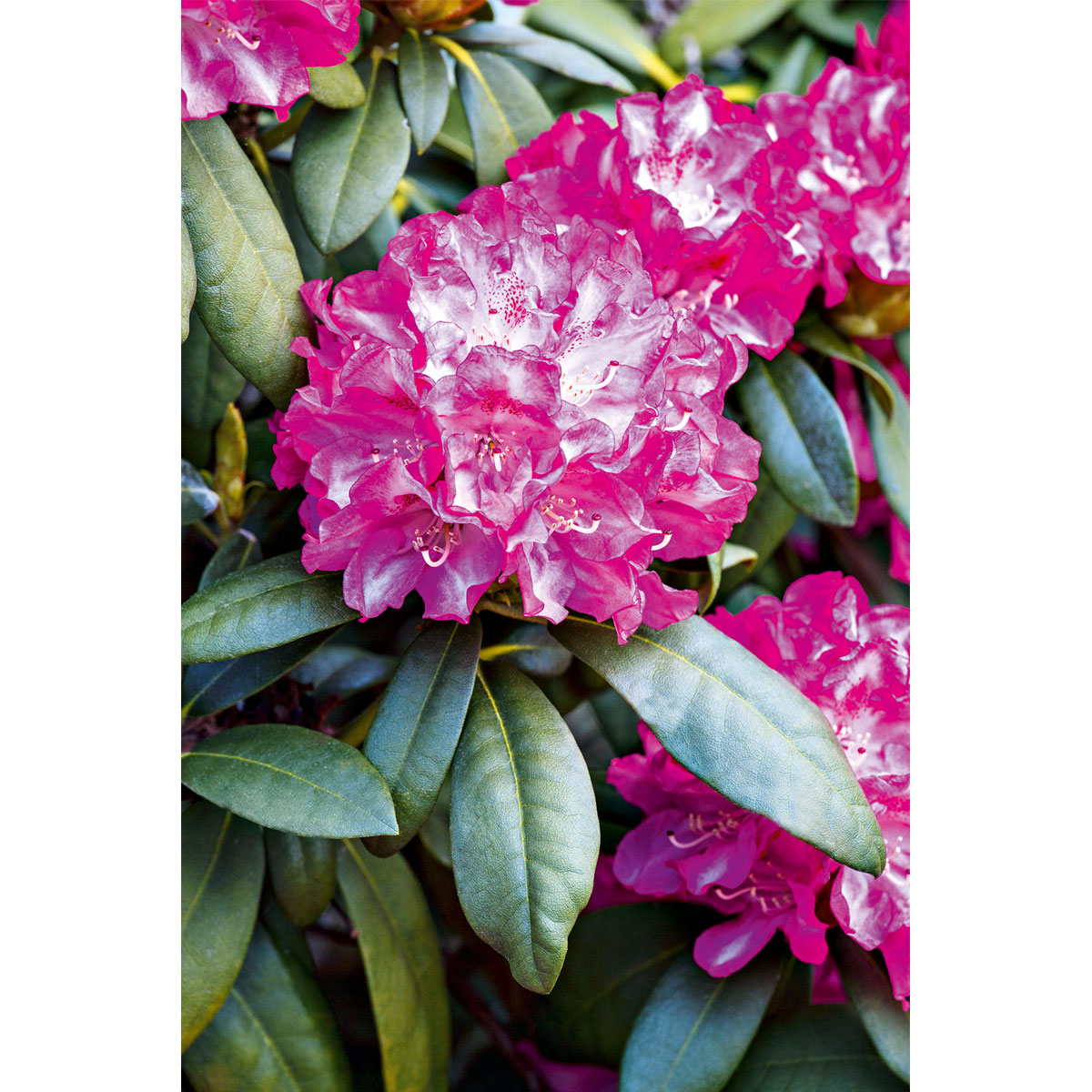 Plantiflor Yakushima-Rhododendron verschiedene Sorten Topf Durchmesser 19 cm | 317063