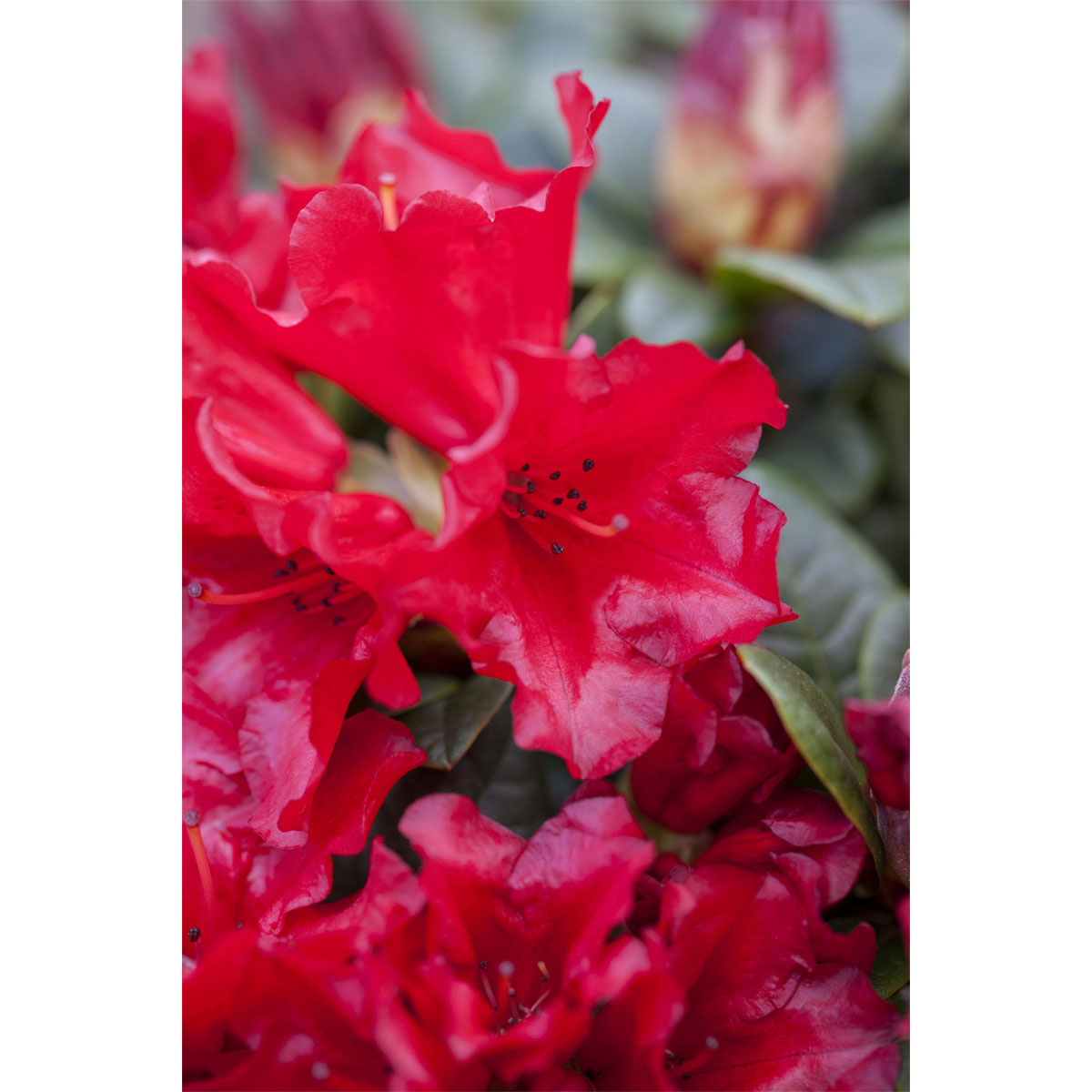 Plantiflor Zwerg-Alpenrose Scarlet Wonder Topf Durchmesser 17 cm | 317161