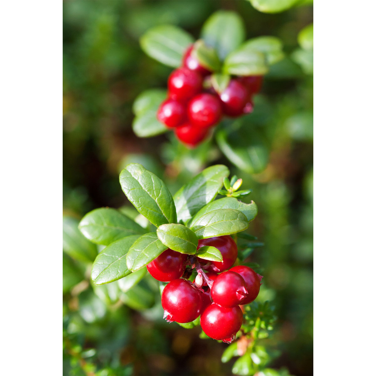 Plantiflor Großfruchtige Moosbeere Topf Durchmesser 17 cm | 351392