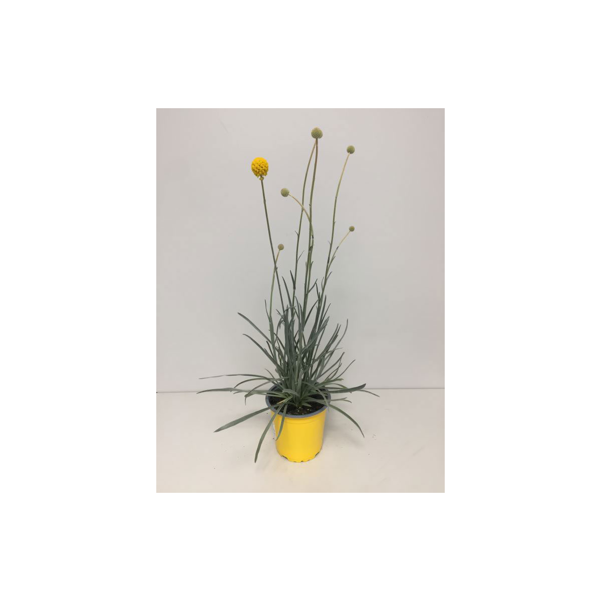 Plantiflor  Ziergras Golf Beauty T13 | T13 | 351625