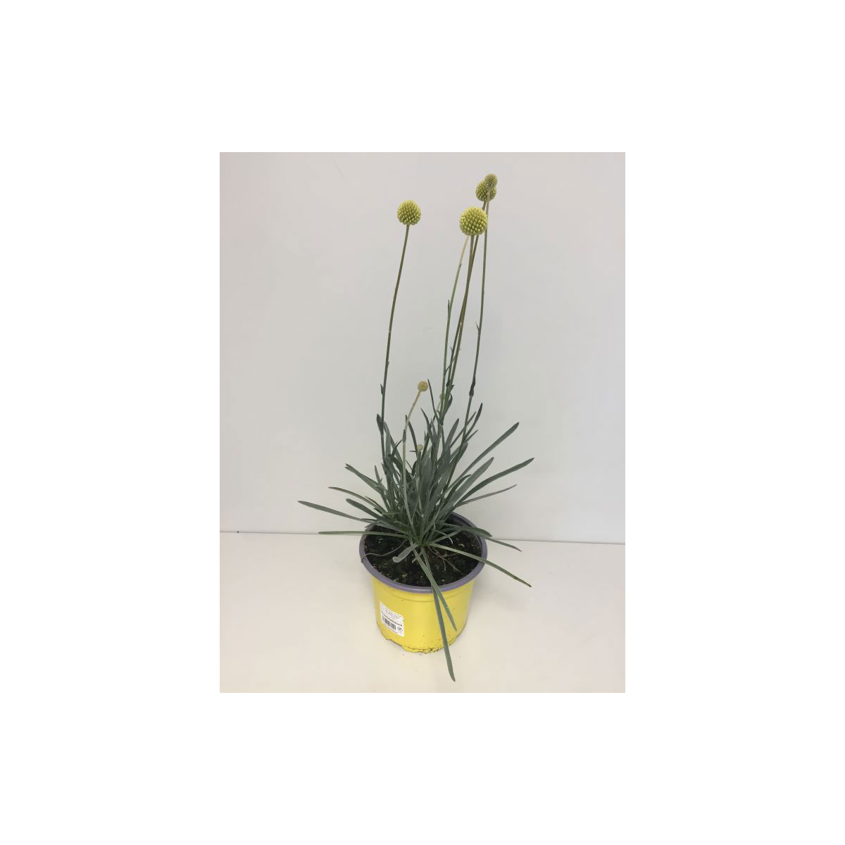 Plantiflor  Ziergras Golf Beauty T17 | T17 | 351626