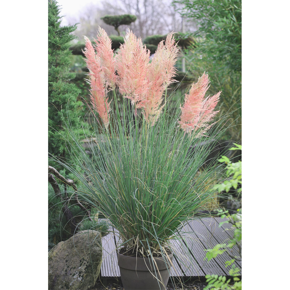 Plantiflor Pampasgras Rosea Topf Durchmesser 17 cm | 351993