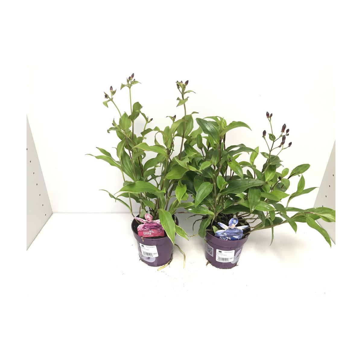 Plantiflor  Gartenorchidee in verschiedenen Farben T11 | 356247