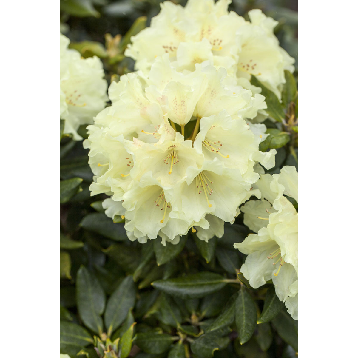 Plantiflor Großblumige Alpenrose Goldkrone Topf Durchmesser 17 cm | 356343
