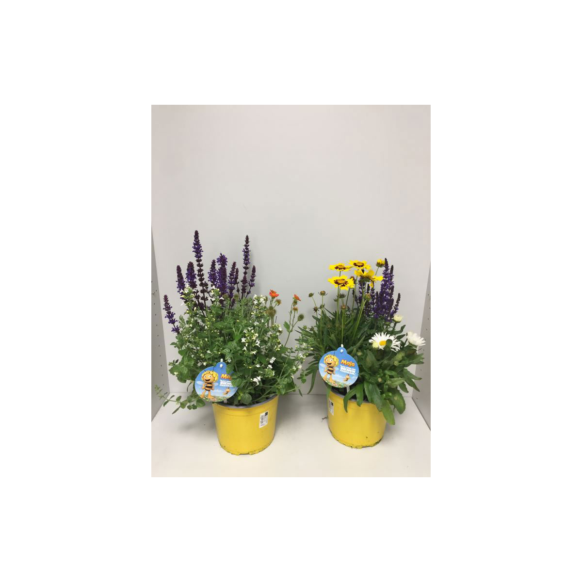 Plantiflor  Stauden-Trio Biene Maja verschiedene Sorten T19 | 356853