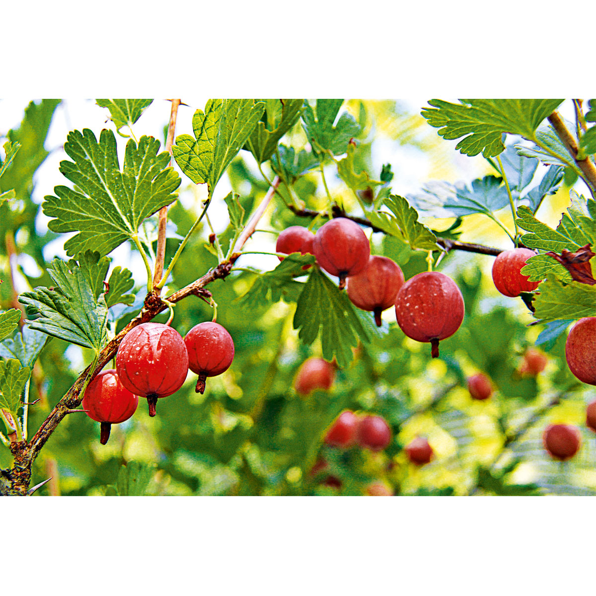 Plantiflor  Stachelbeerstrauch rot Topf Durchmesser 17 cm | 370555