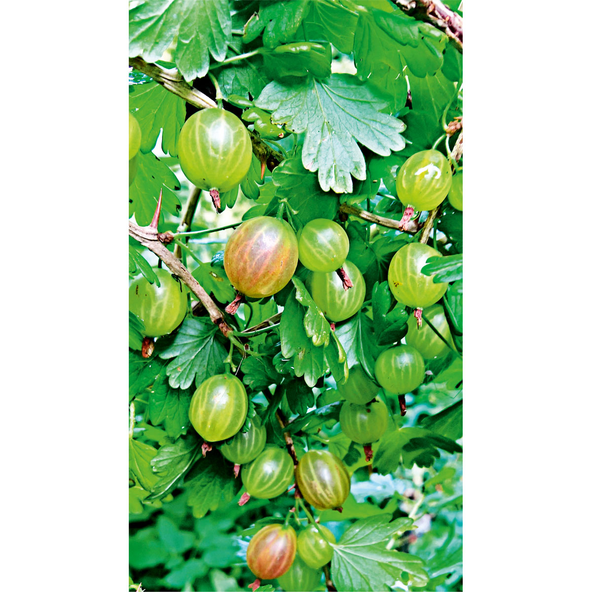 Plantiflor  Stachelbeerstrauch gelb Topf Durchmesser 17 cm | 370559
