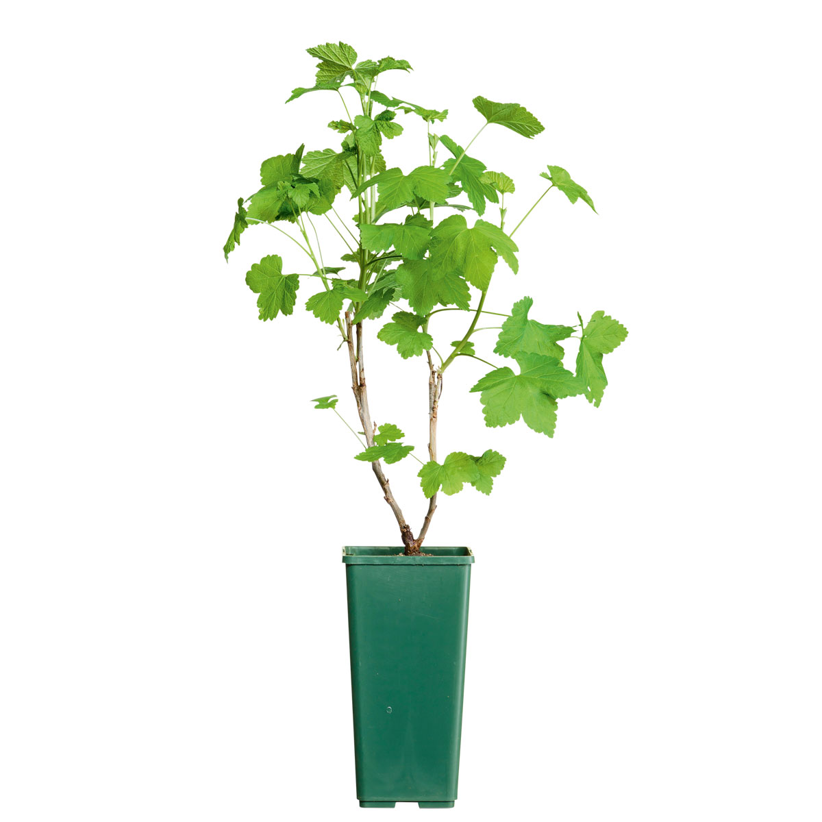 Plantiflor  Johannisbeerstrauch rot im Topf Durchmesser 17 cm | 370636 – Bild 3