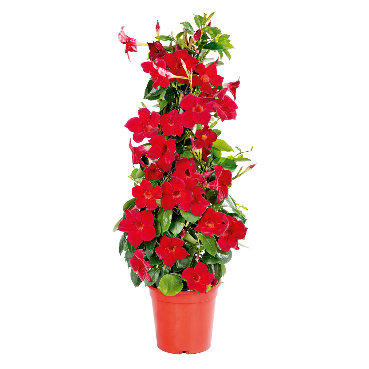 Plantiflor Mandevilla Pyramide Topf Durchmesser 17 cm | 462440