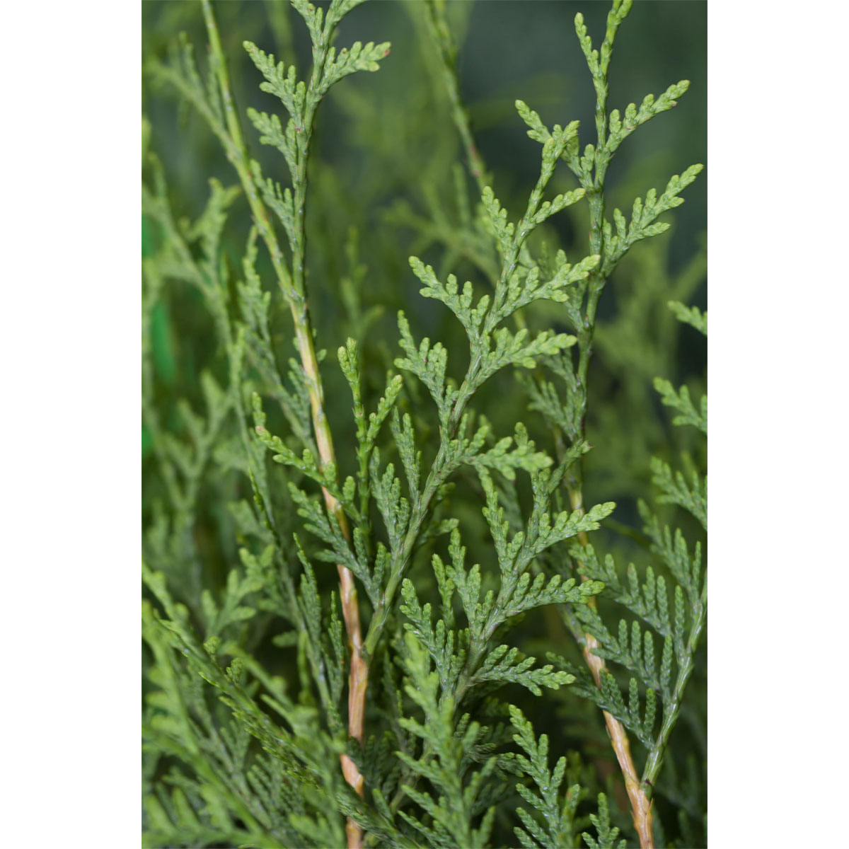 Plantiflor Lebensbaum Brabant Topf Durchmesser 17 cm | 547822