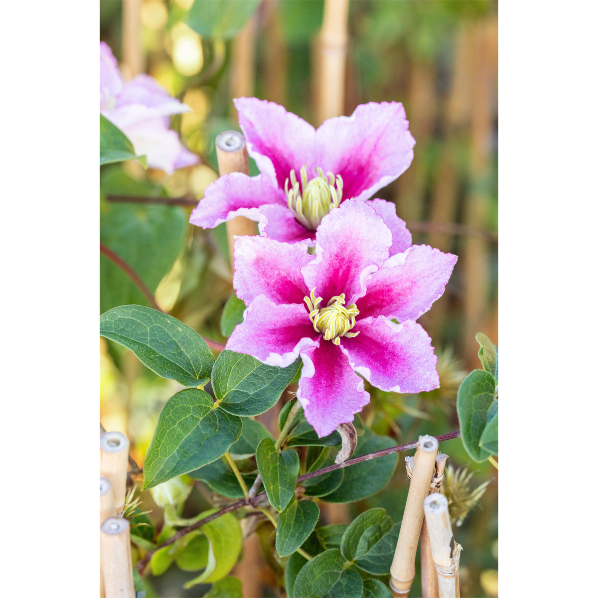 Plantiflor Waldrebe Piilu Topf Durchmesser 17 cm | 548142