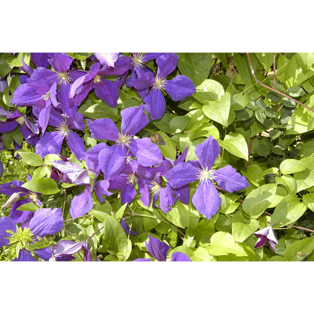 Plantiflor Waldrebe Jackmanii Topf Durchmesser 17 cm | 548143