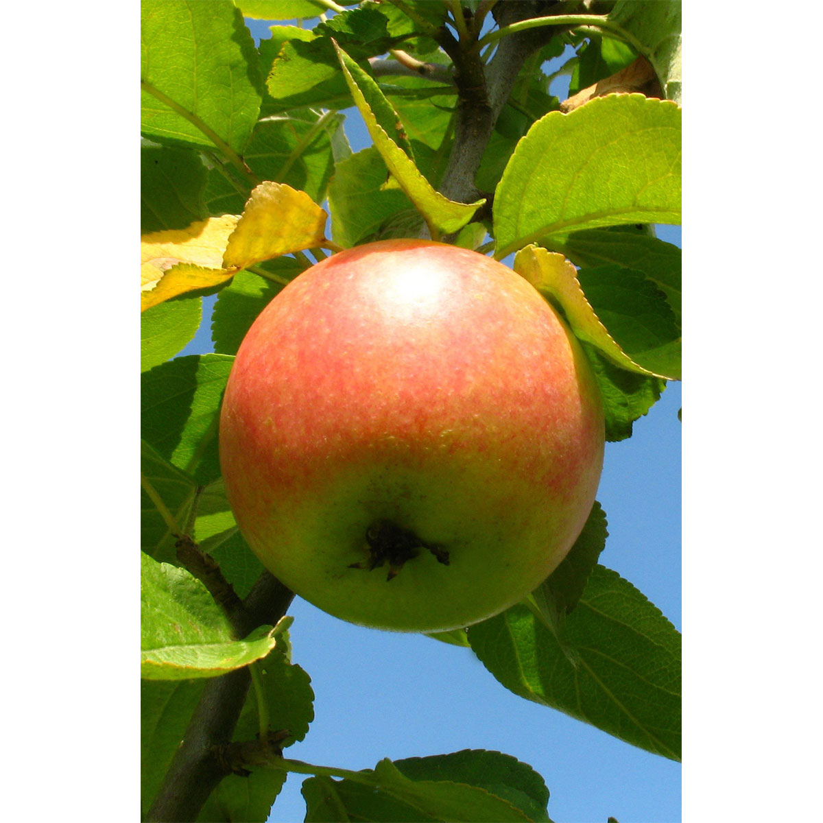 Plantiflor Herbstapfel Cox Orange Busch Topf Durchmesser 28 cm | 548152