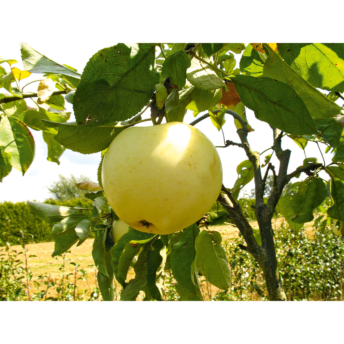 Plantiflor Sommerapfel Weißer Klarapfel Busch Topf Durchmesser 28 cm | 548167