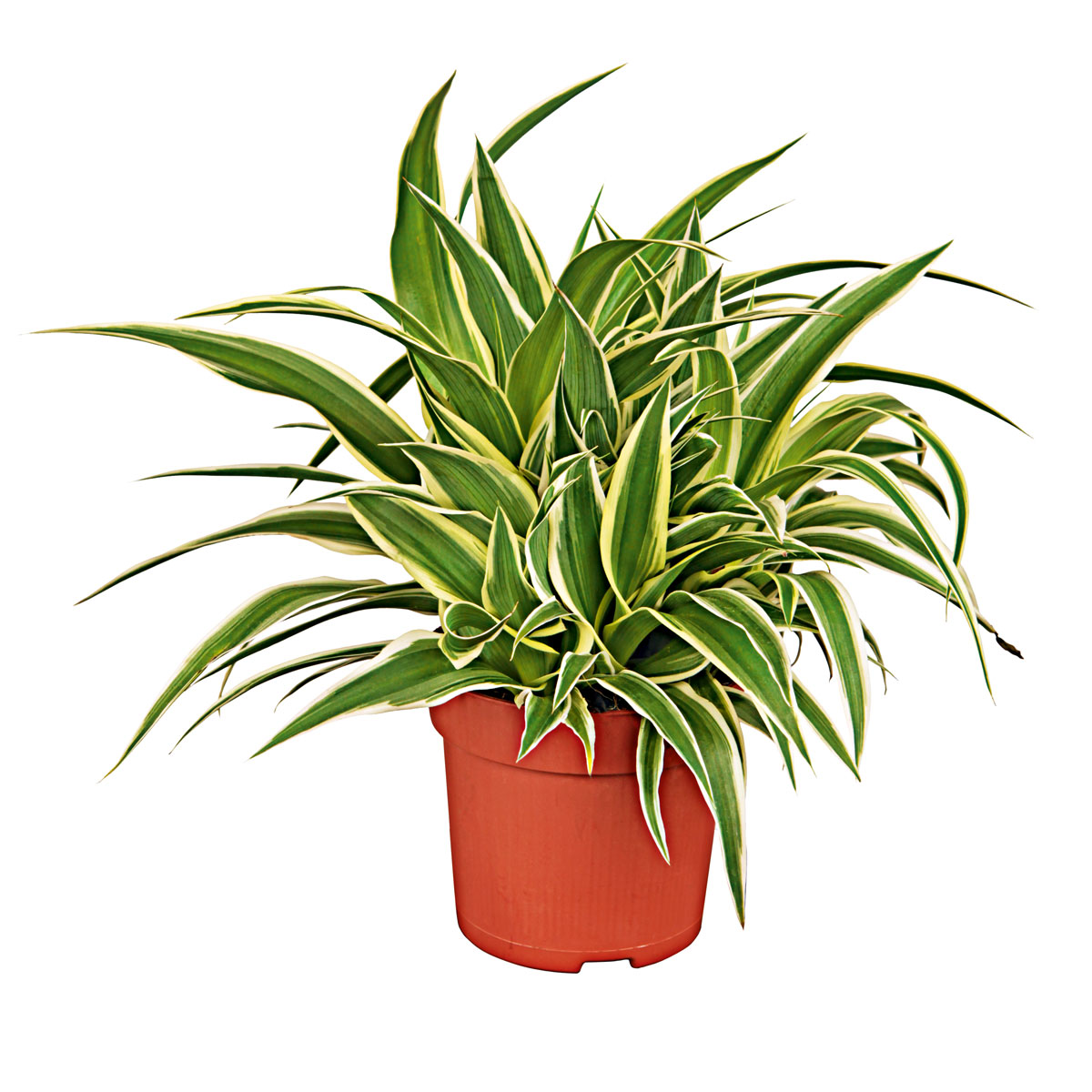 Plantiflor Grünlilie Ocean 25-30 cm T12 | 566832