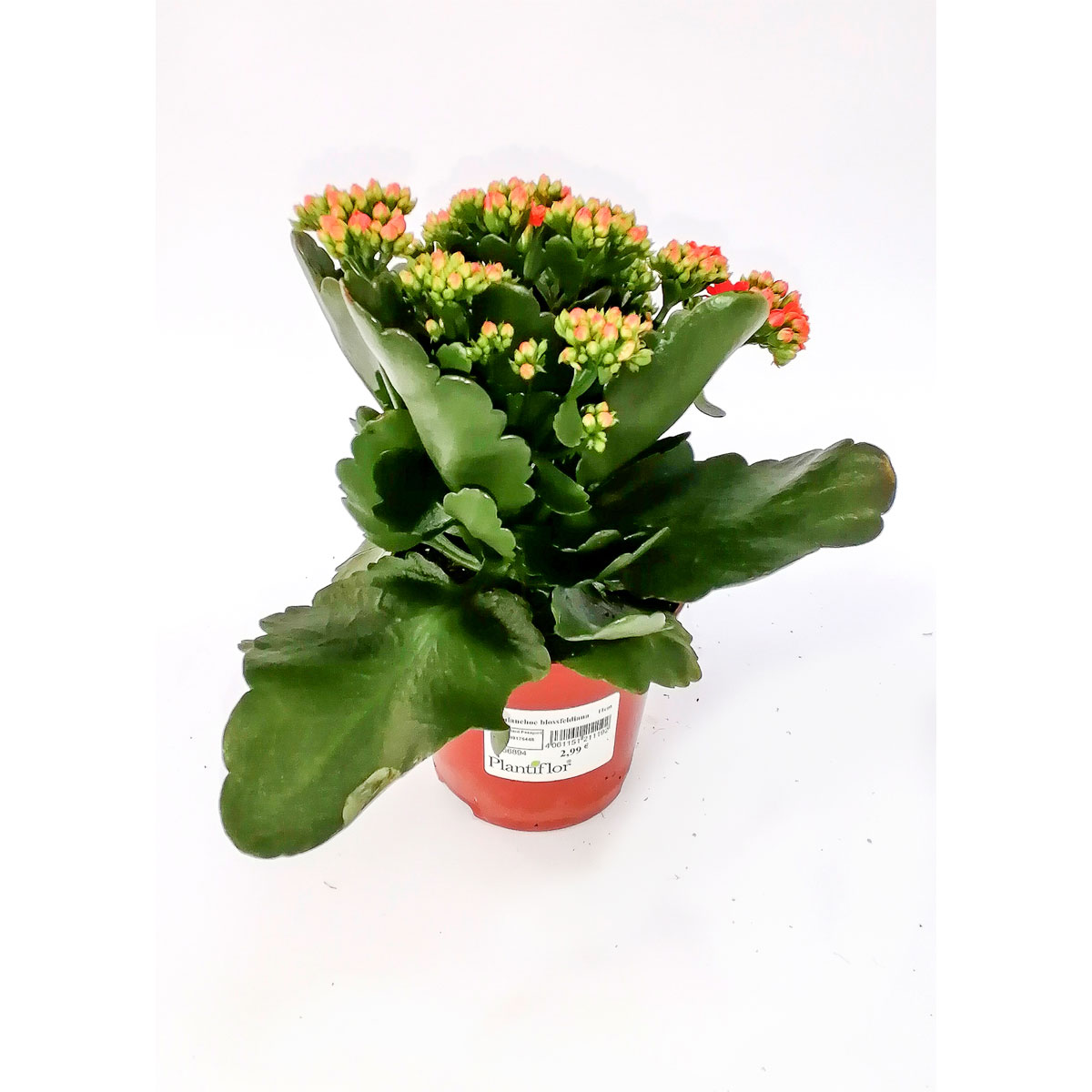 Plantiflor Flammendes Käthchen Calandiva T11 | 566894
