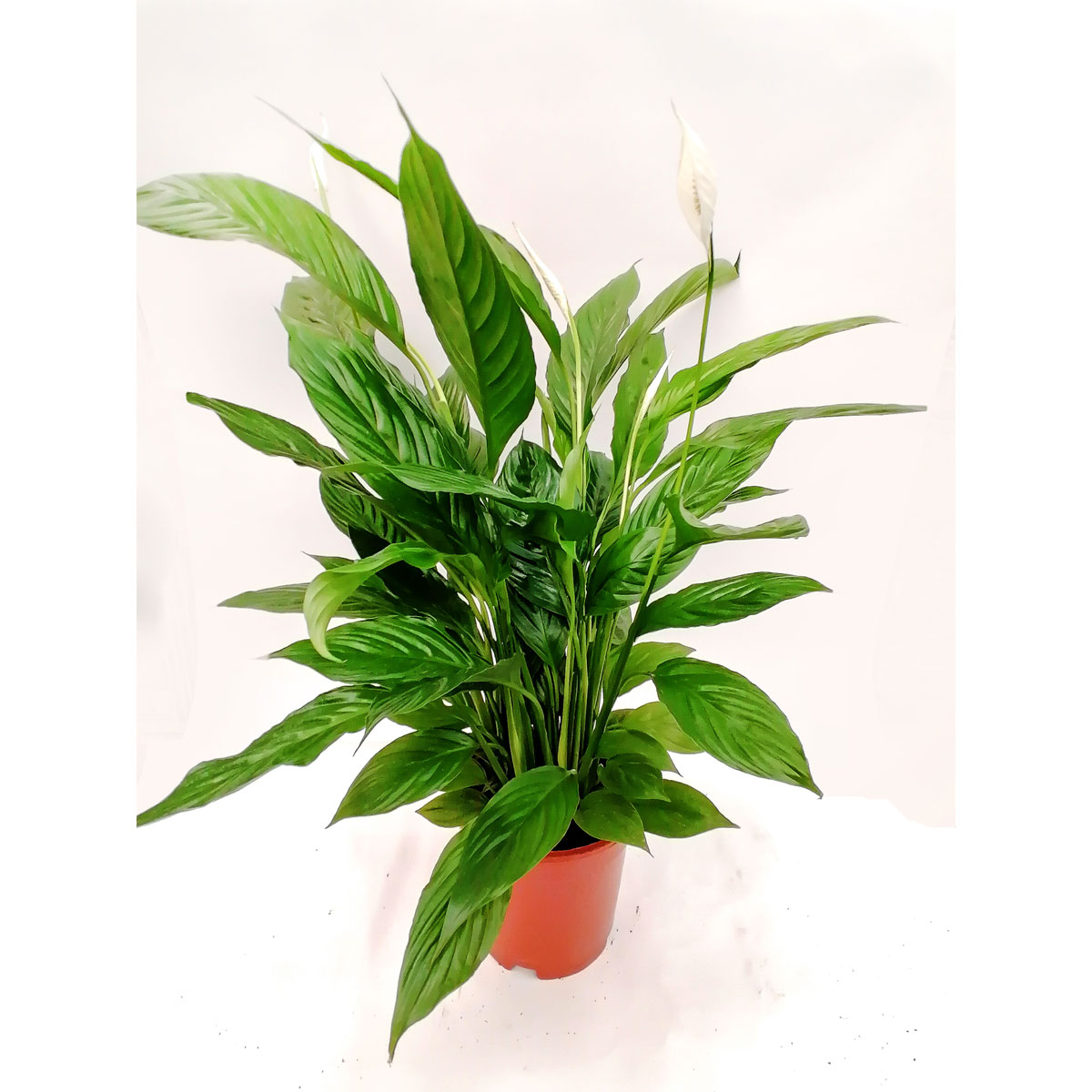 Plantiflor  Einblatt T17 | 566897