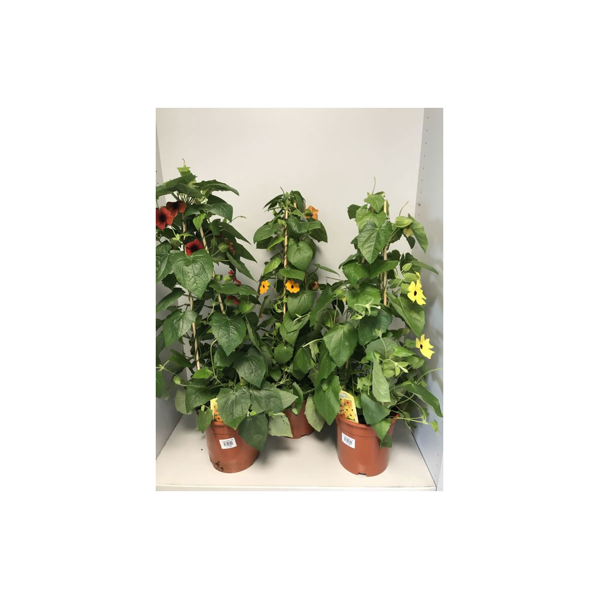 Plantiflor  Thunberigen Pyramide verschiedene Farben T19 | 576104