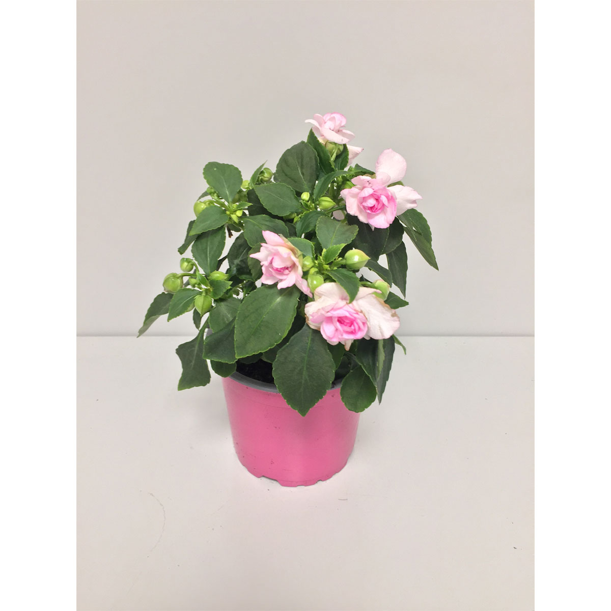 Plantiflor  Fleißiges Lieschen Double Fiesta T12 | 588868