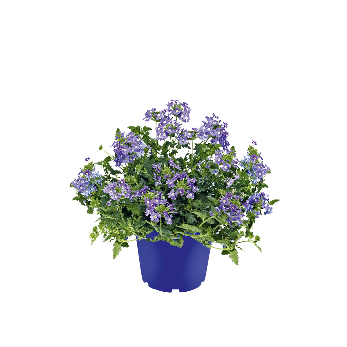 Plantiflor  Verbene verschiedene Farben T13 | 589480
