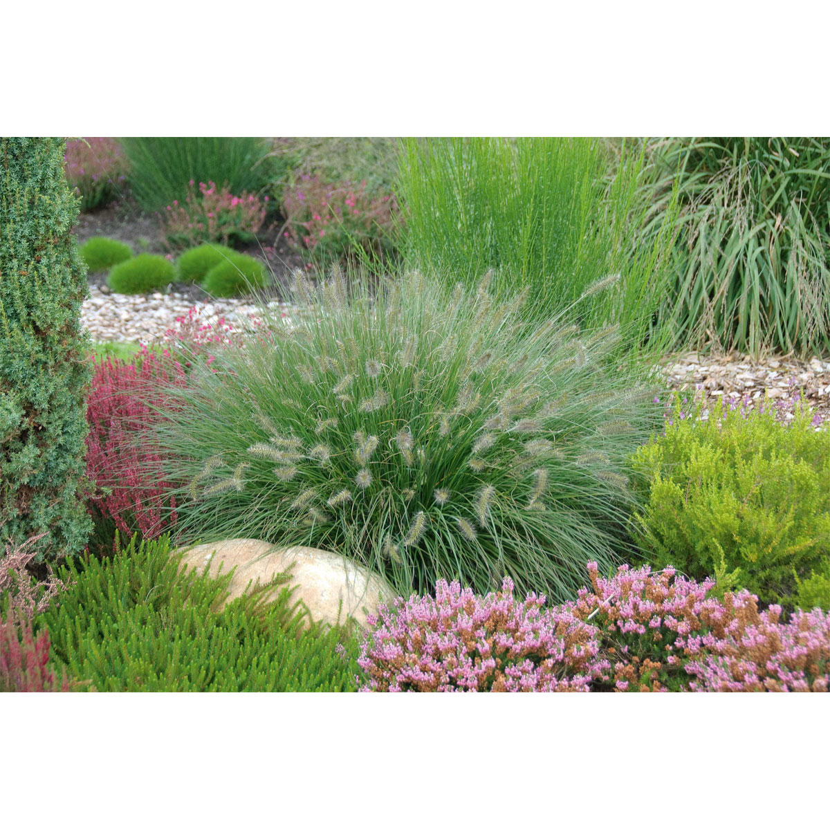 Plantiflor Lamputzergras Hameln Topf Durchmesser 17 cm | 754112