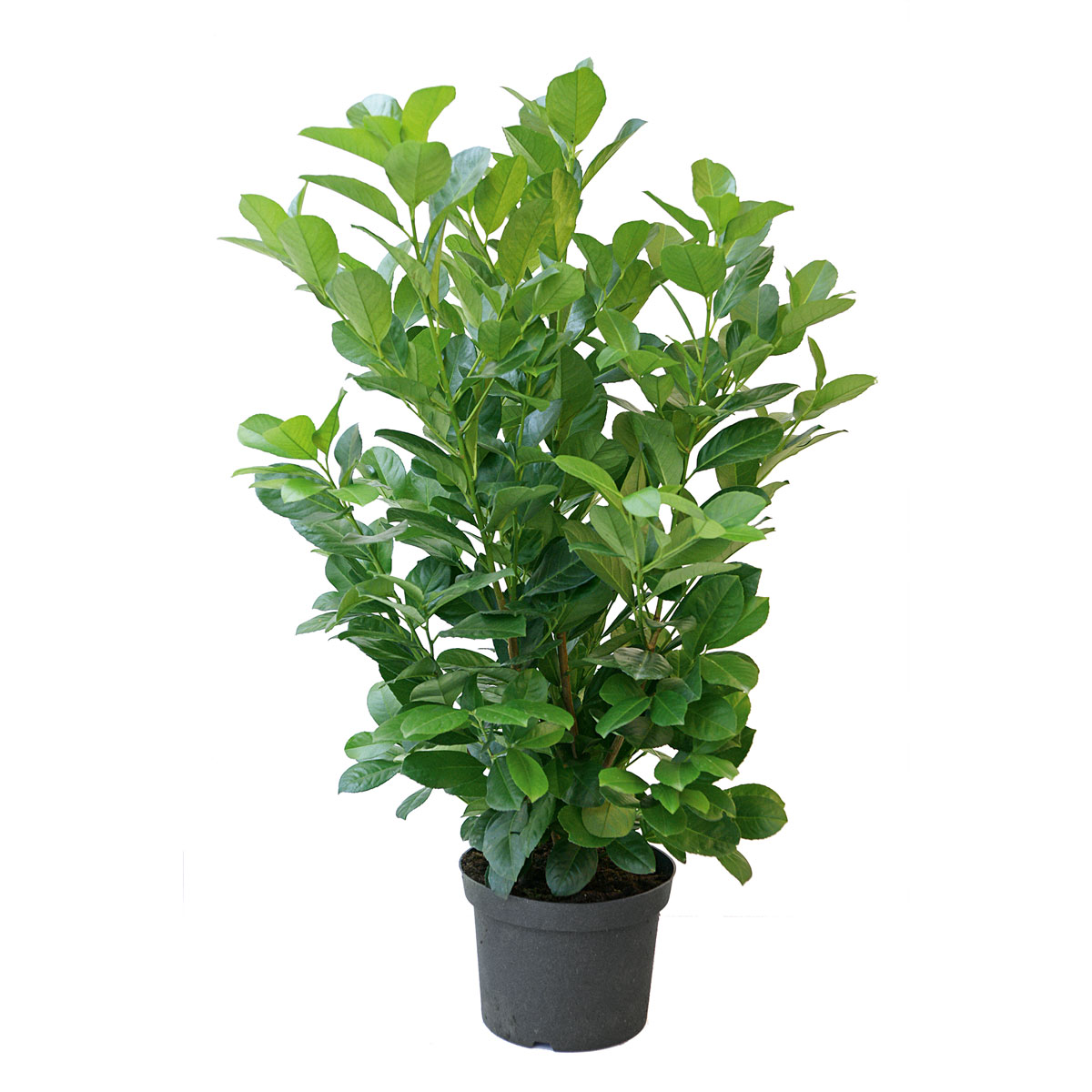 Plantiflor Kirschlorbeer Caucasica Topf 19 cm | 754151