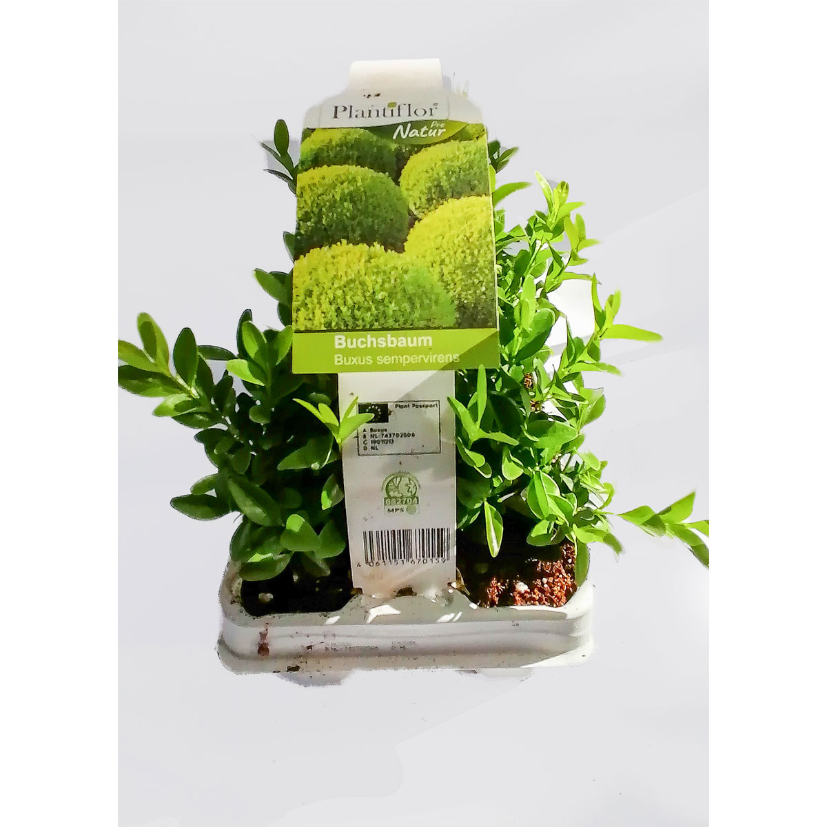 Plantiflor Buchsbaum 6er-Tray | 773565