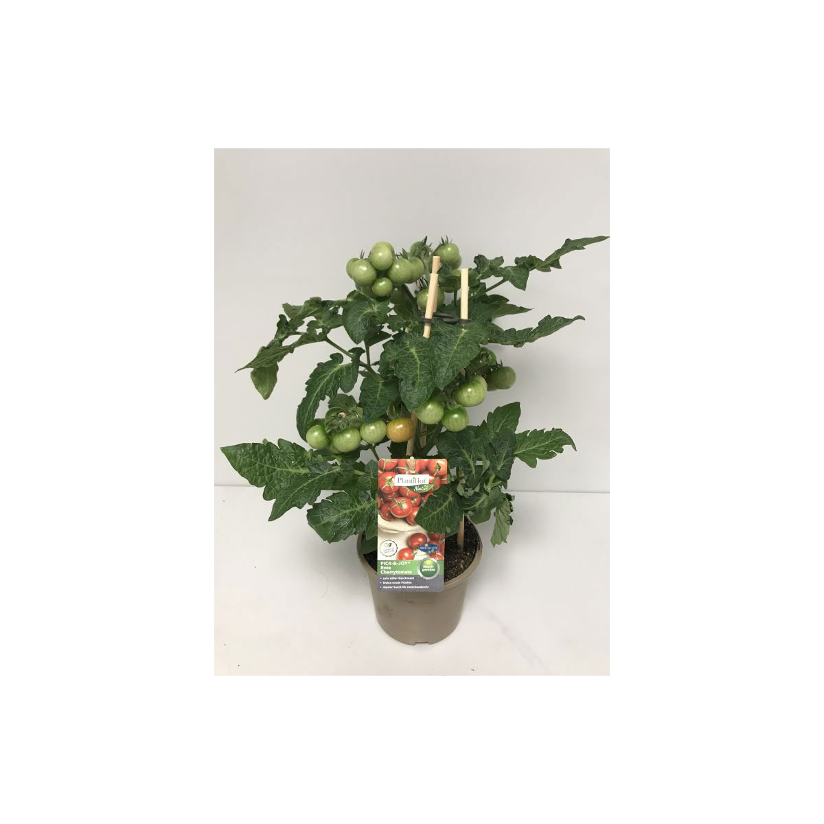 Plantiflor Kirschtomate Pick-a-Tom T14 | 777238