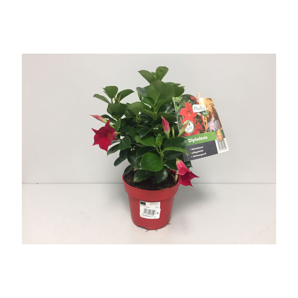 Plantiflor Dipladenie Topf Durchmesser 13 cm | 777724