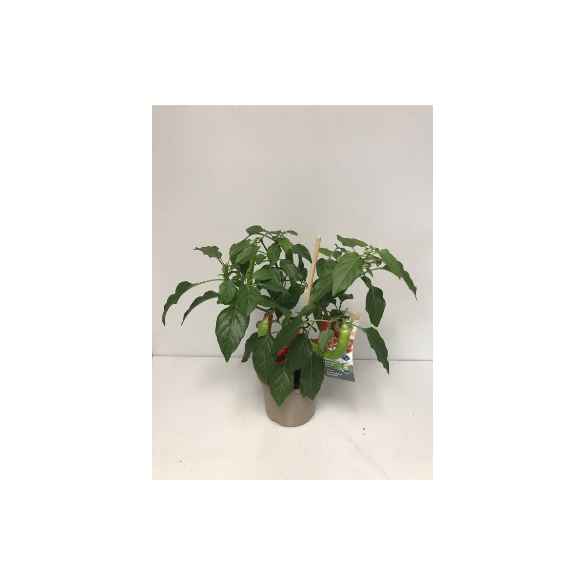 Plantiflor Rote Chili Pick-a-Hot T14 | 779687