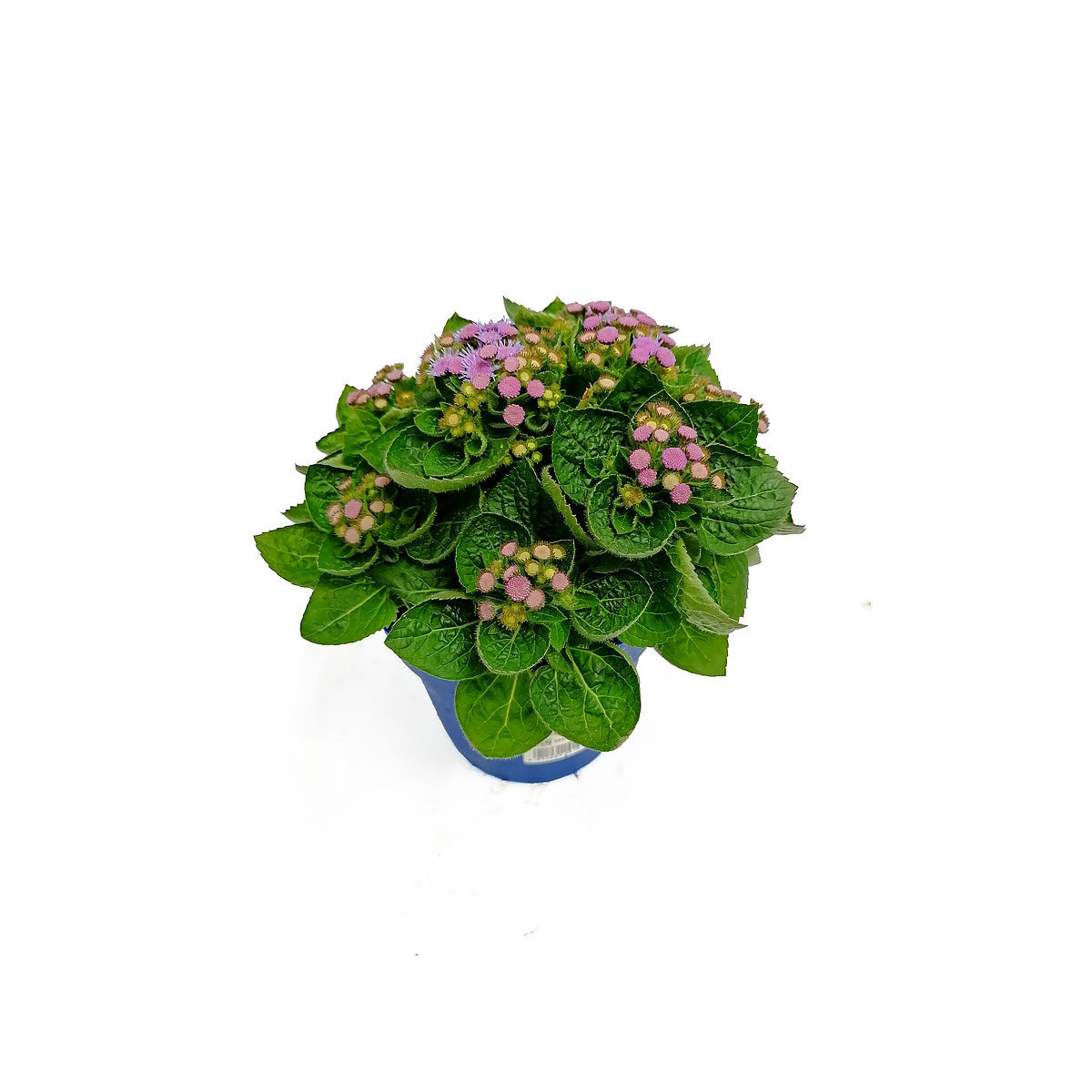 Plantiflor  Leberbalsam T13 | 782561