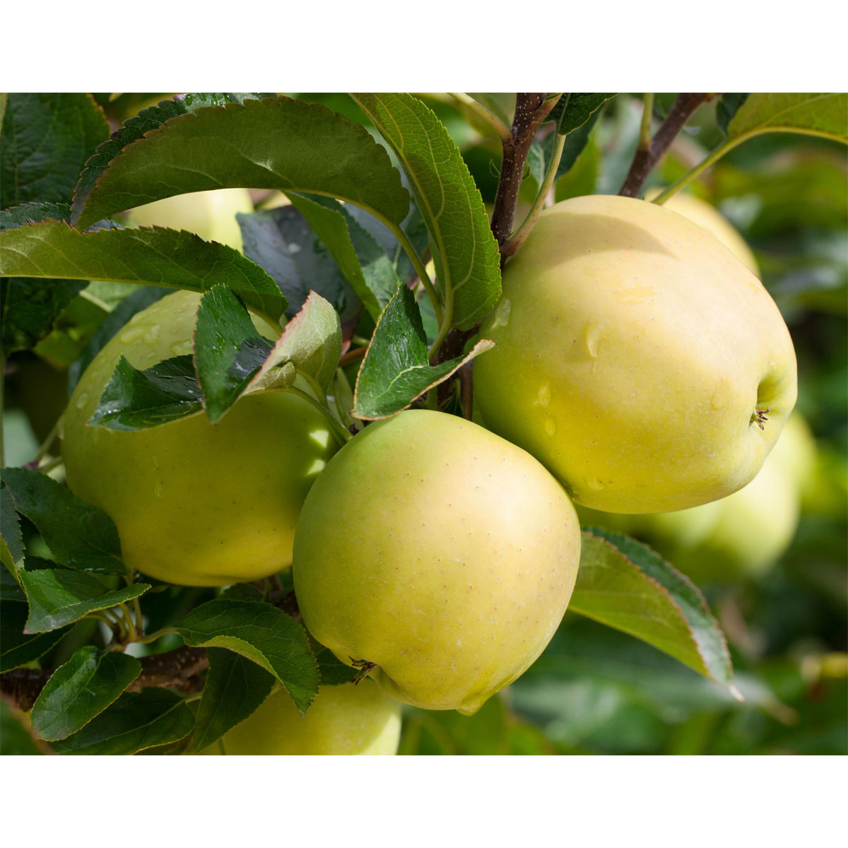 Plantiflor Säulenapfel Golden Sensation Topf Durchmesser 23 cm | 785128