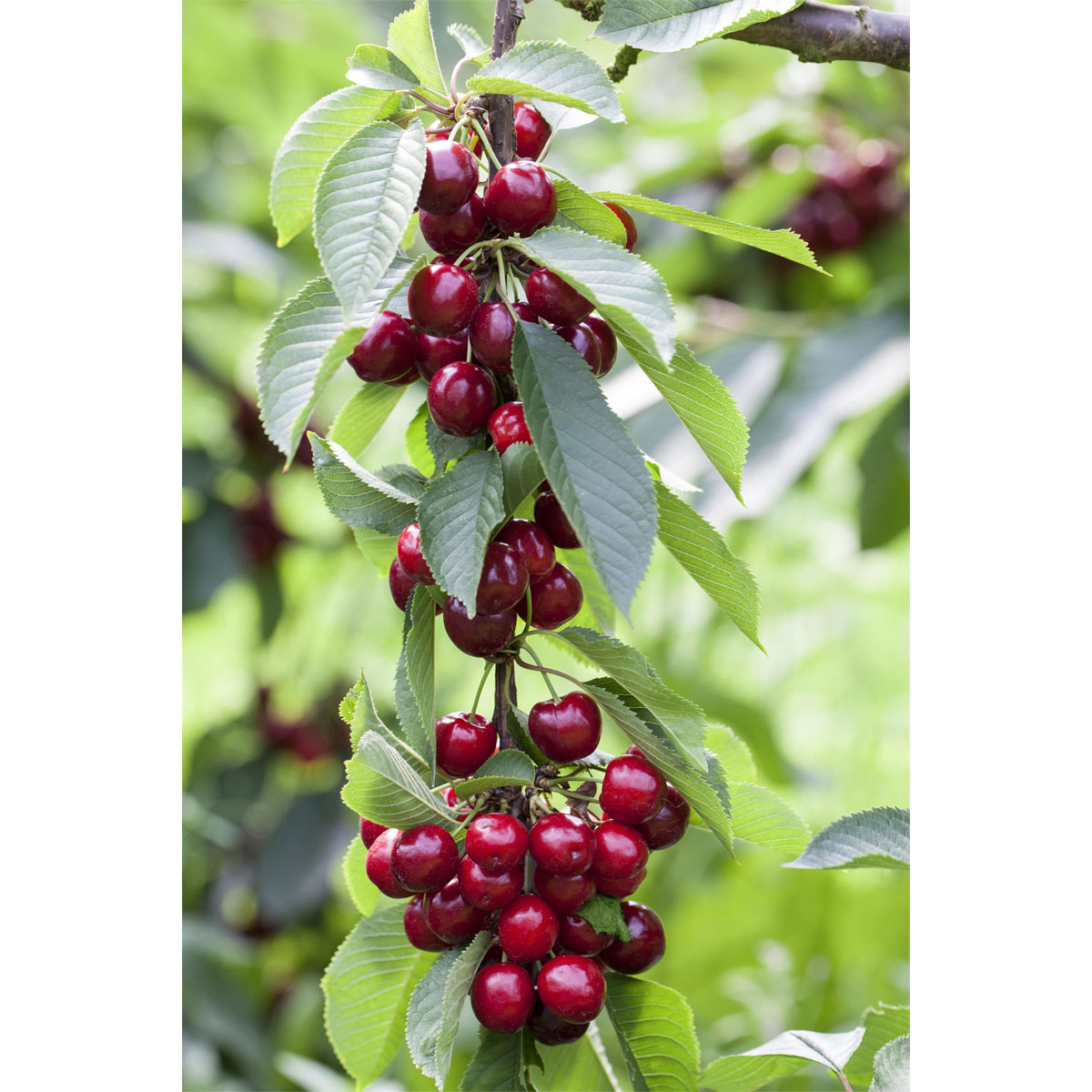 Plantiflor Säulensüßkirsche Sylvia Topf Durchmesser 23 cm | 786201