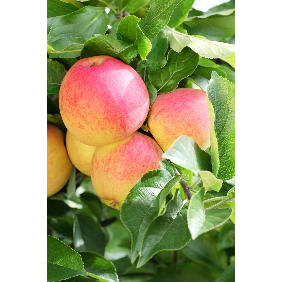 Plantiflor Zwergapfel Galina Stamm Topf Durchmesser 23 cm | 786940