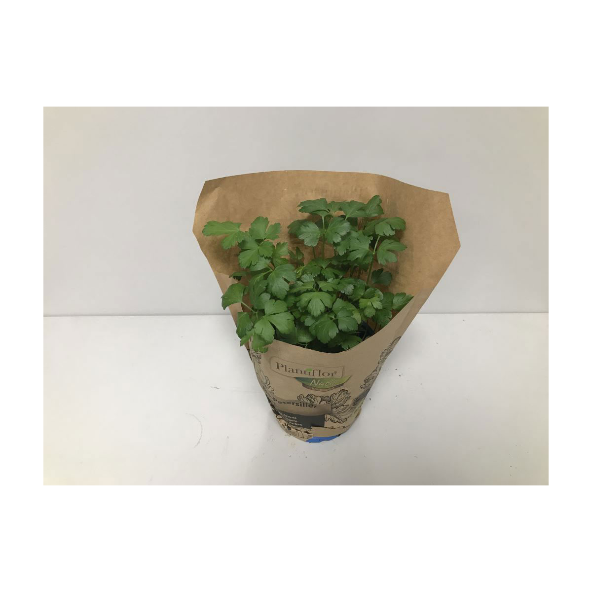 Plantiflor Bio-Petersilie glatt T14 | 790265
