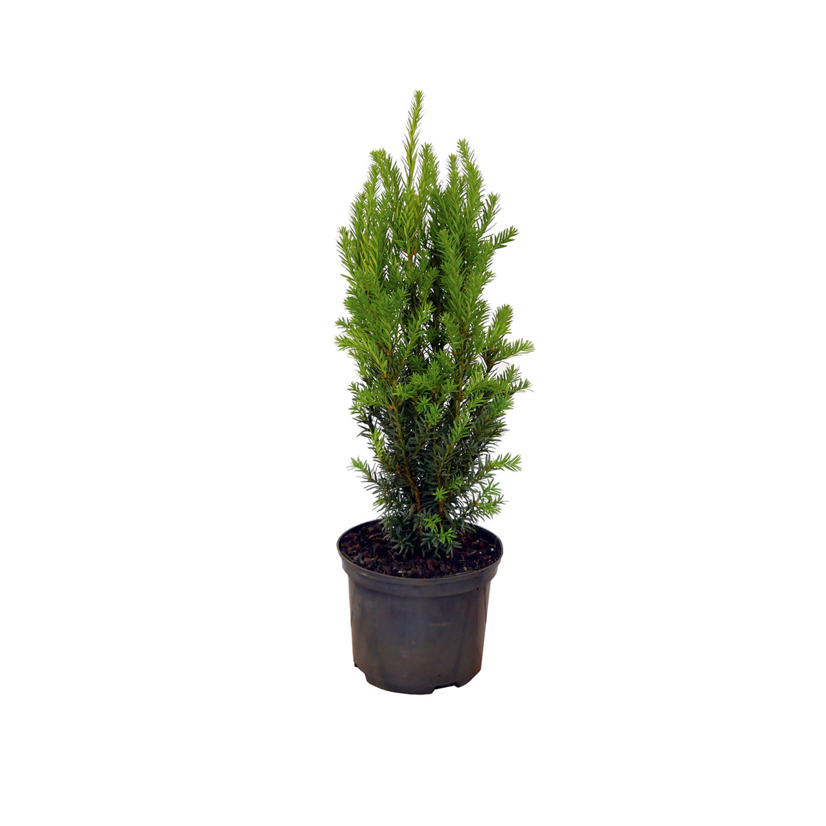 Plantiflor Fruchtlose Becher-Eibe Schirmform Topf Durchmesser 17 cm | 17 cm | 797761