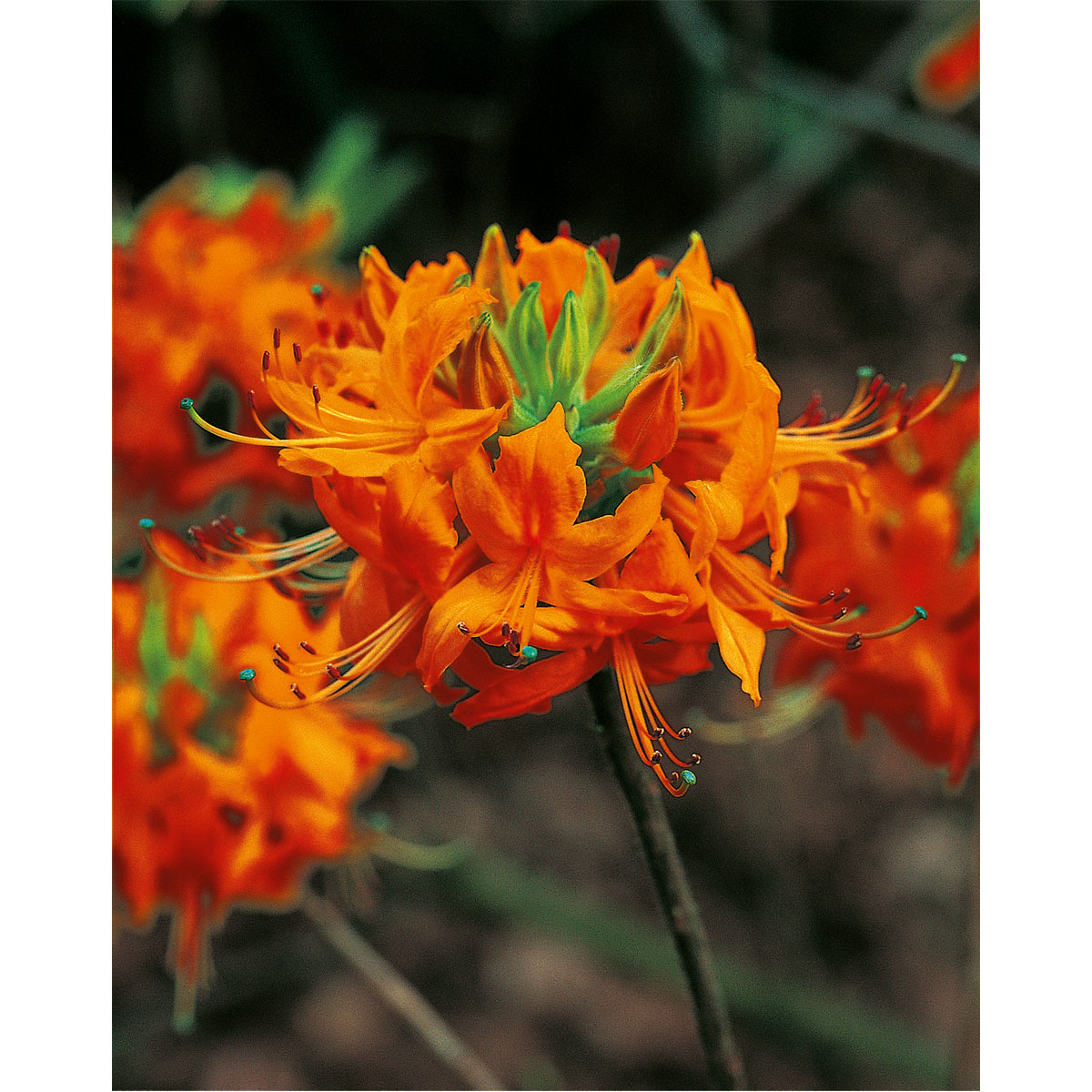 Plantiflor Rhododendron luteum Topf Durchmesser 23 cm | 893898