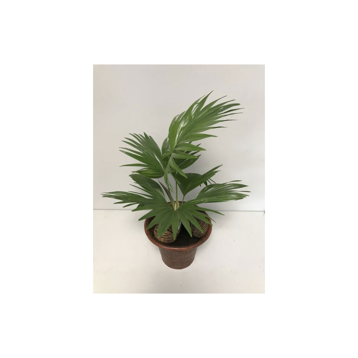 Plantiflor  Livistona T19 | 897613